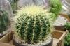 Svigermor stol, guldkuglekaktus, Echinocactus grusonii