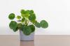 Rostlina Ufo: péče, umístění a rozmnožování