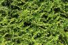 Arborvitae, Thuja occidentalis Smaragd