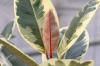 Broodblatt, Bryophyllum: Opieka nad rośliną Goethego