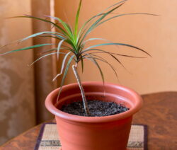 Młoda roślina Dracaena marginata