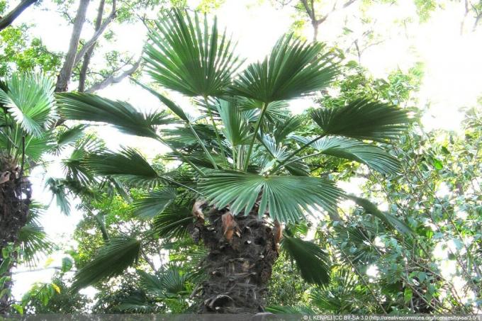 Palma de cânhamo de Wagner - Trachycarpus wagnerianus