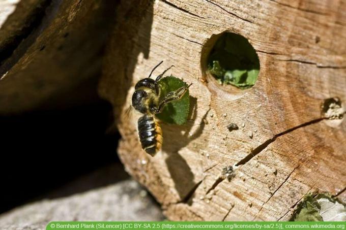 Čebele rezalke listov - Megachile