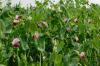 Портрет зморшкуватого гороху: вирощування та сорти