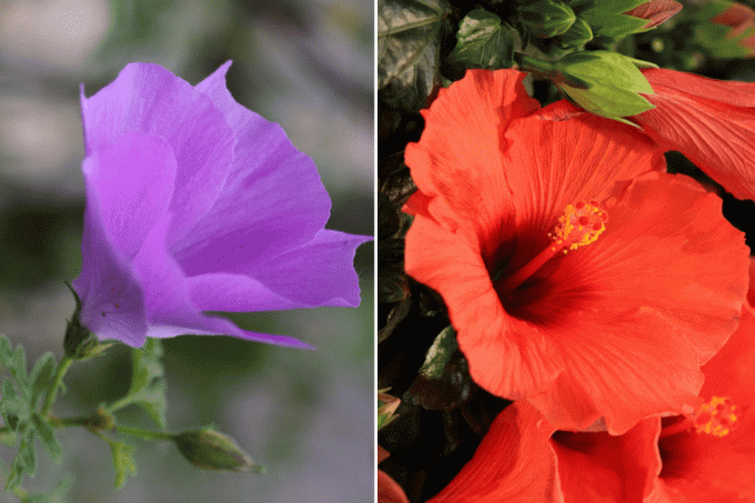 Billede: En blå og en rød hibicusblomst viser plantens pragt og mangfoldighed.