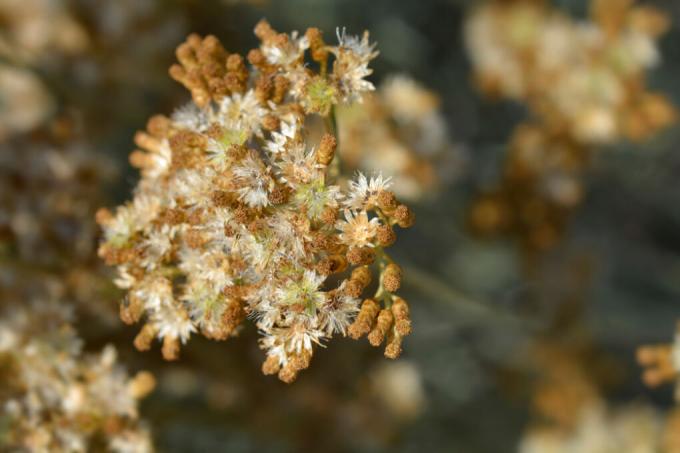 sementes de helichrysum