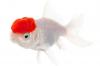 10 types populaires de poissons rouges