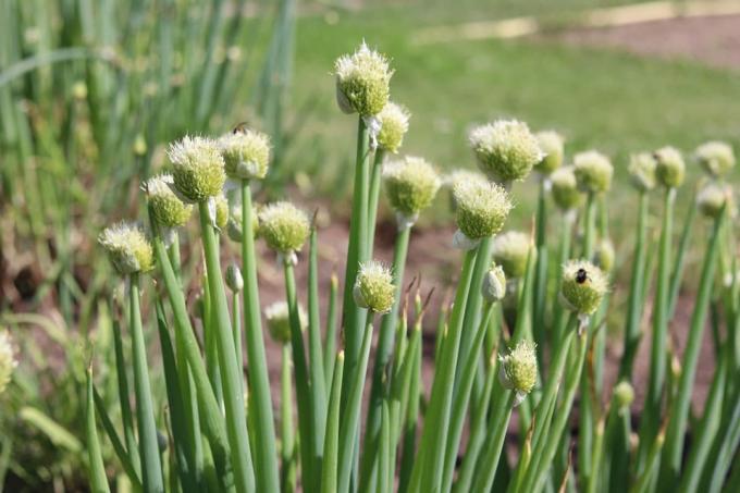újhagyma (Allium fistulosum)