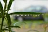 Zalijevanje oleandera: kada, koliko često i koliko zalijevati?