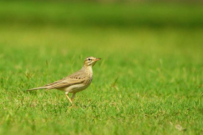 Tawny Pipit in the meadow