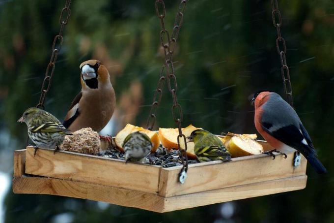 Aves en la estación de alimentación.