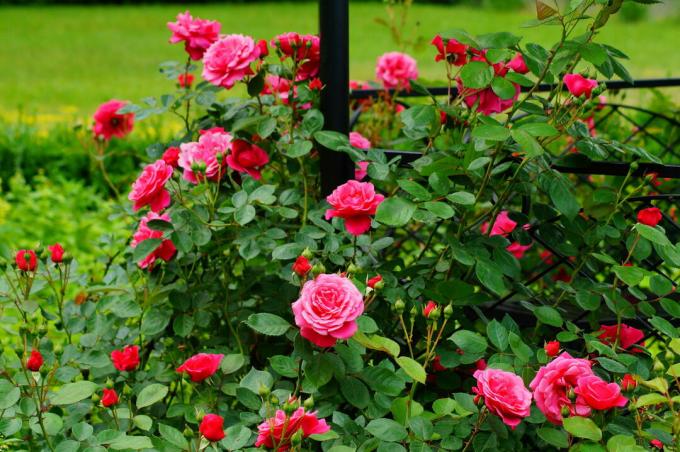 Trandafiri roz de pat în grădină