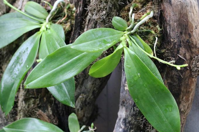 Former orkideer med stiklinger