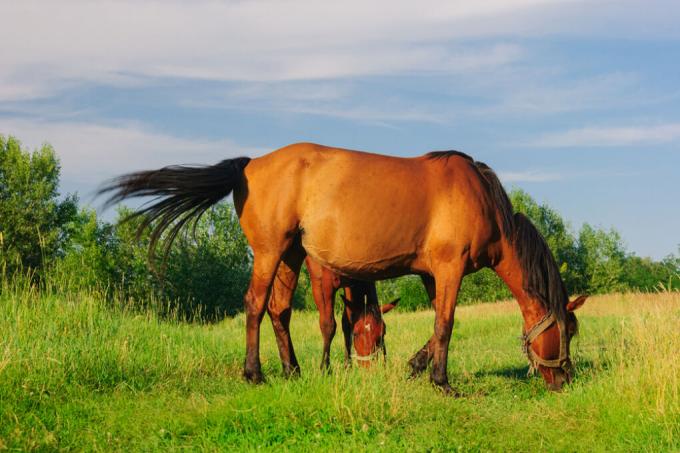 قرانيا-سامة للخيول
