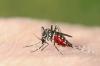 Vecht en verdrijf muggen met succes