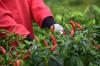 Harvesting chillies: Tips for harvesting & storing chillies