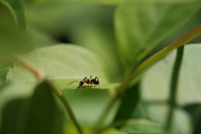 Fight against greenhouse ants