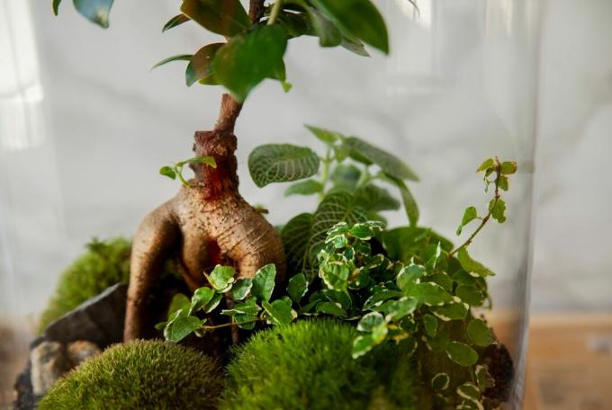 Ficus Ginseng dans le terrarium