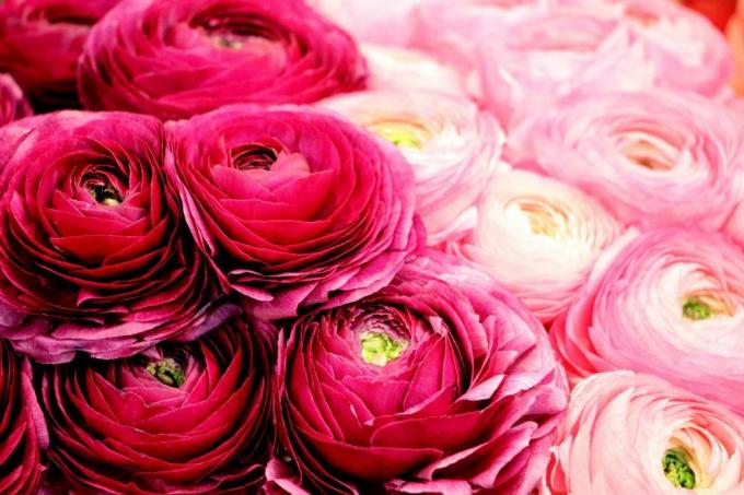 Ranonkel met roze bloemen