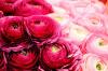 Ranunculus บานเมื่อไหร่? สิ่งสำคัญที่สุดในช่วงออกดอก
