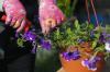 زهور البتونيا: النباتات والرعاية والأصناف