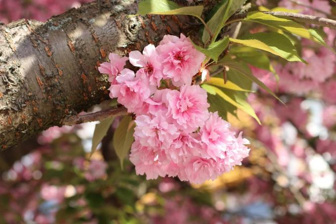 Badem ağacı (Prunus dulcis) çiçek açmış
