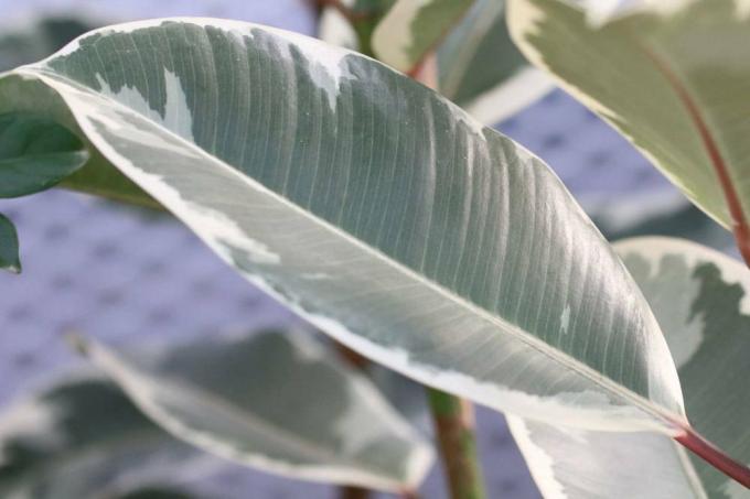 Rubber tree contains slightly toxic substances