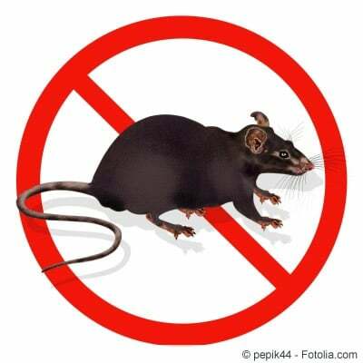 Prohibido ratas
