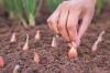 Planting onions yourself and growing them at home