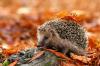 Podporte ježkov na jeseň