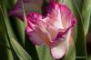 Gladiolen planten: wanneer is de beste tijd?