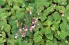 Otporne begonije: vrste i sorte otporne na hladnoću