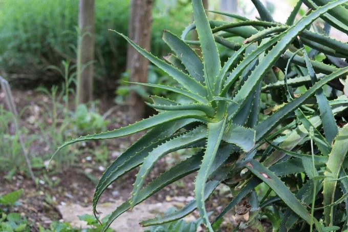 Капське алое - Aloe ferox