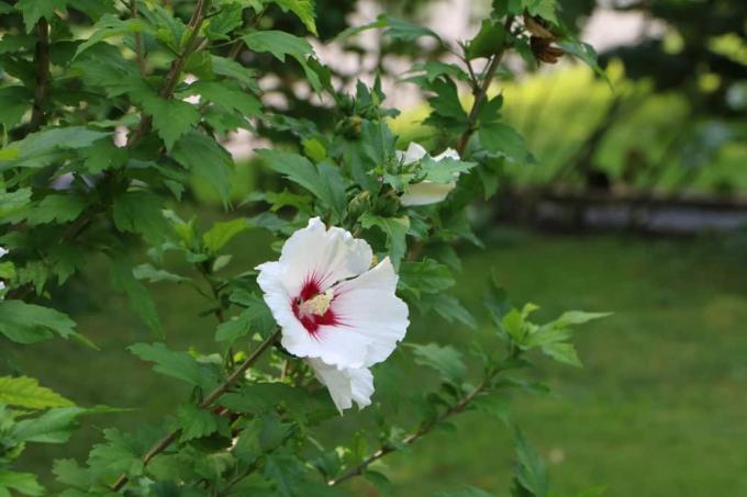 Hibiscus syriacus - krūminis zefyras - sodo hibiscus