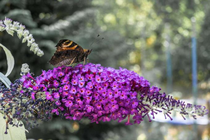 kupu-kupu di atas ungu lilac