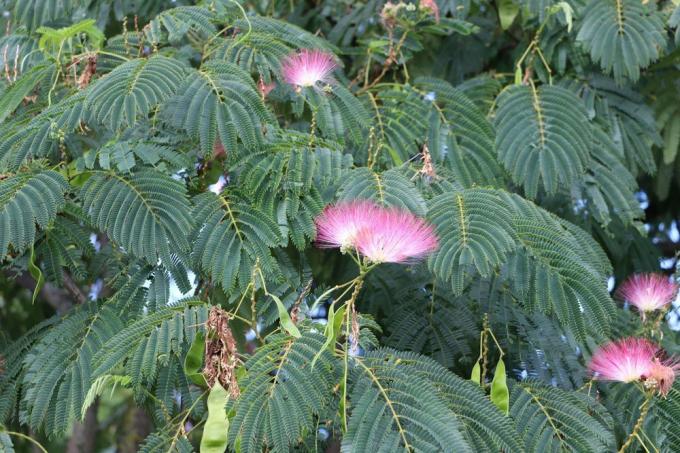 Silk tree, Albizia julibrissin