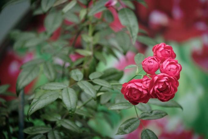 Plezalna vrtnica, roza