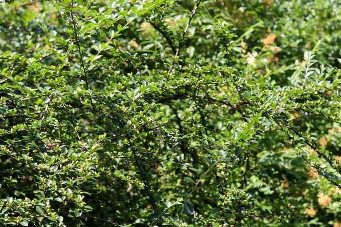 Мушмула обыкновенная (Cotoneaster divaricatus)