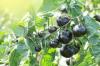 토마토 품종 인디고 로즈: 재배, 관리 및 수확