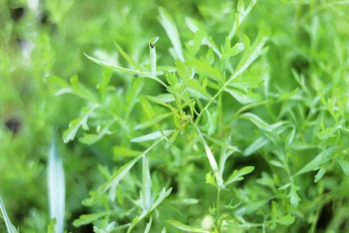Žerucha záhradná - Lepidium sativum