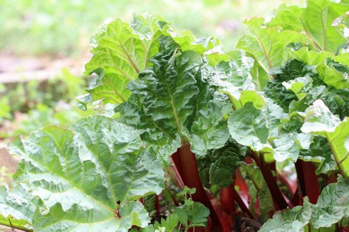 Harvest rhubarb at the right time and not after the end of June