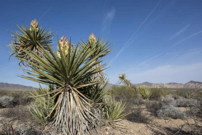 شجرة النخيل Mojave yucca في منتزه الصحراء الوطني