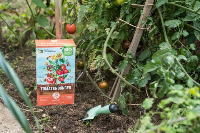 Application of the Plantura organic tomato fertilizer