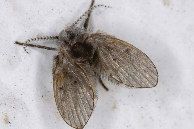 나비모기 - Clogmia albipunctata