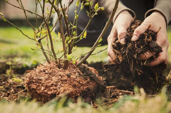 Sadzenie krzewów borówki blisko dłoni z ziemią