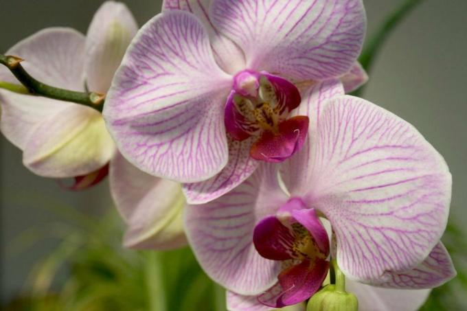 Motyl orchidea o różowym kolorze kwiatów
