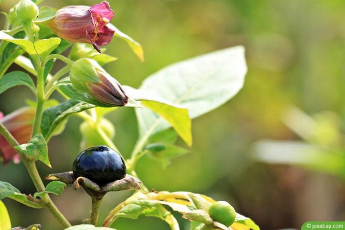Смъртоносна нощенка - Atropa belladonna