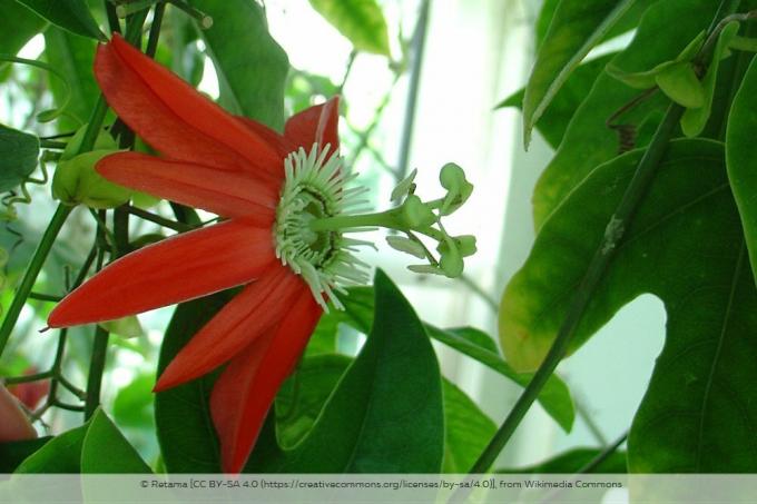 Pasijonka Passiflora Racemosa