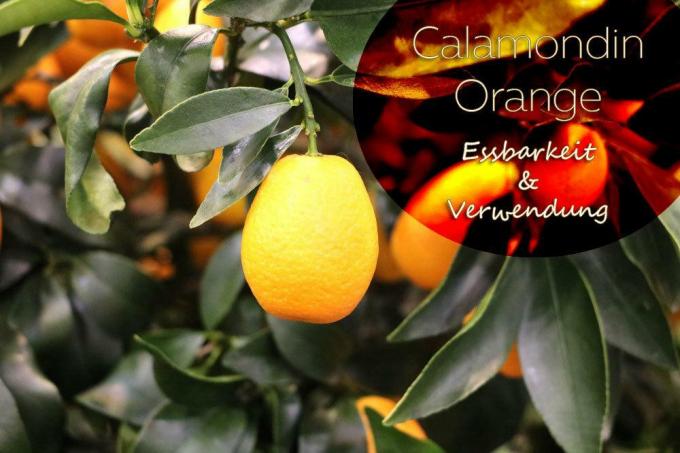 Orange calamondine