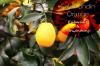 Portocala calamondin este comestibilă? 10 idei de folosit